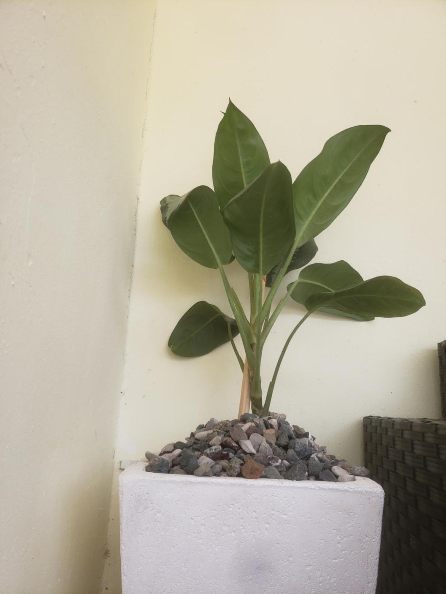 Cozy Duplex Apartman Santo Domingo Kültér fotó